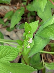 Persicaria nepalensis