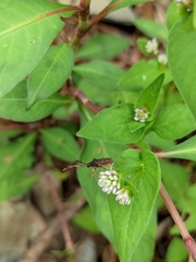 Persicaria nepalensis