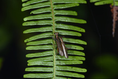 Spilomantis occipitalis