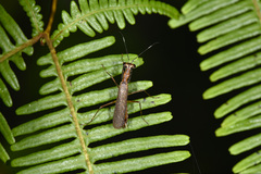 Spilomantis occipitalis