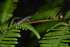Spilomantis occipitalis