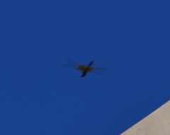 Libellula croceipennis
