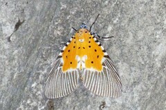 Peridrome orbicularis