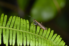 Spilomantis occipitalis