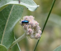 Chrysochus cobaltinus
