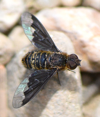 Hemipenthes seminiger
