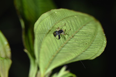 Paratrigonidium nitidum