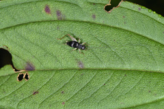Paratrigonidium nitidum