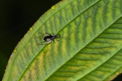 Paratrigonidium nitidum
