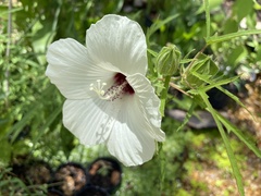 Hibiscus dasycalyx