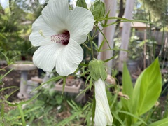 Hibiscus dasycalyx