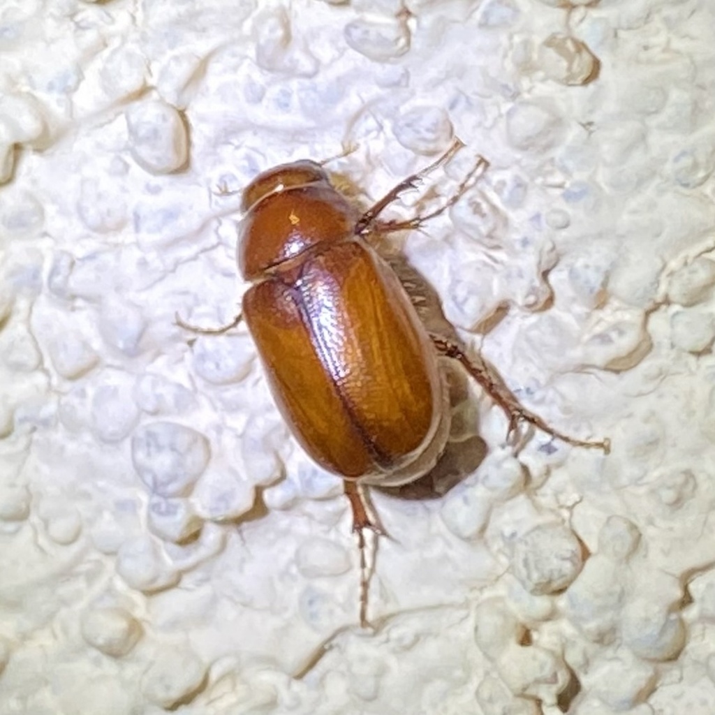 Diplotaxis misella