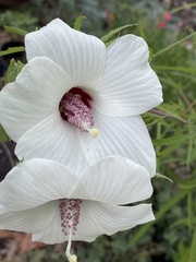 Hibiscus dasycalyx