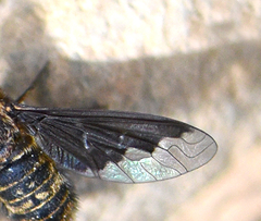 Hemipenthes seminiger