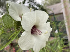 Hibiscus dasycalyx