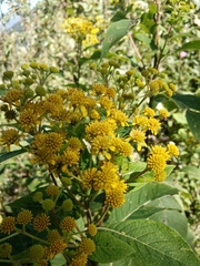 Verbesina oncophora