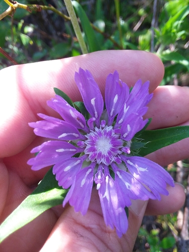 Stokesia laevis