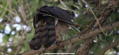 Accipiter cooperii