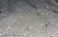 Platycephalus fuscus