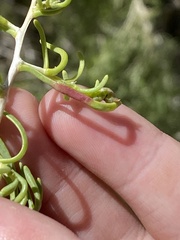 Protaplonyx sarcobati