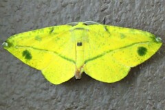 Omiza miliaria