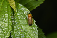 Curtos costipennis