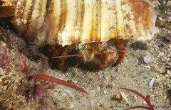 Dardanus pedunculatus