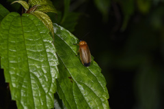Curtos costipennis