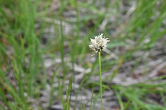 Calliscirpus criniger