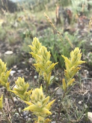 Castilleja flava