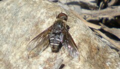Chrysanthrax vanus
