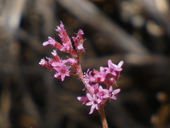 Chorizanthe leptotheca