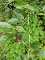 Ilex aculeolata