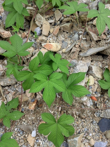 Japanese Hops