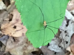 Leiobunum nigropalpi
