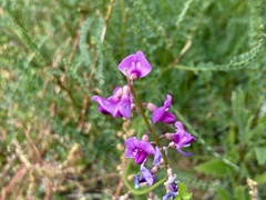 Swainsona microphylla