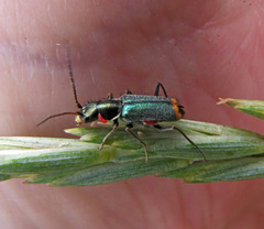 Clanoptilus geniculatus