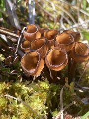 Dumontinia