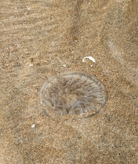 Paracondylactis sinensis