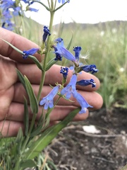 Penstemon radicosus