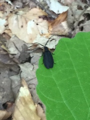 Lucidota atra