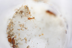 Pheidole furtiva