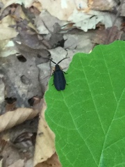 Lucidota atra