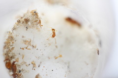 Pheidole furtiva
