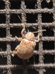 Demotina modesta