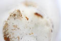 Pheidole furtiva