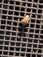 Demotina modesta