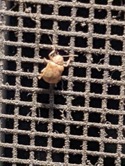 Demotina modesta