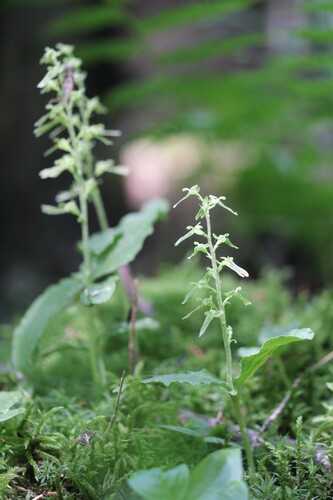 Image of Neottia auriculata by (c) Quinten Wiegersma, some rights reserved (CC BY)