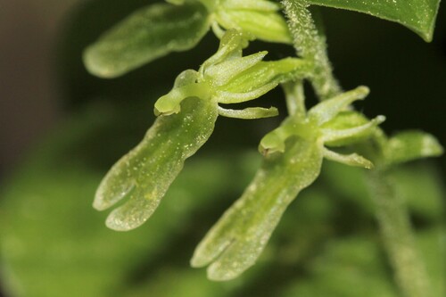 Image of Neottia auriculata by (c) Quinten Wiegersma, some rights reserved (CC BY)